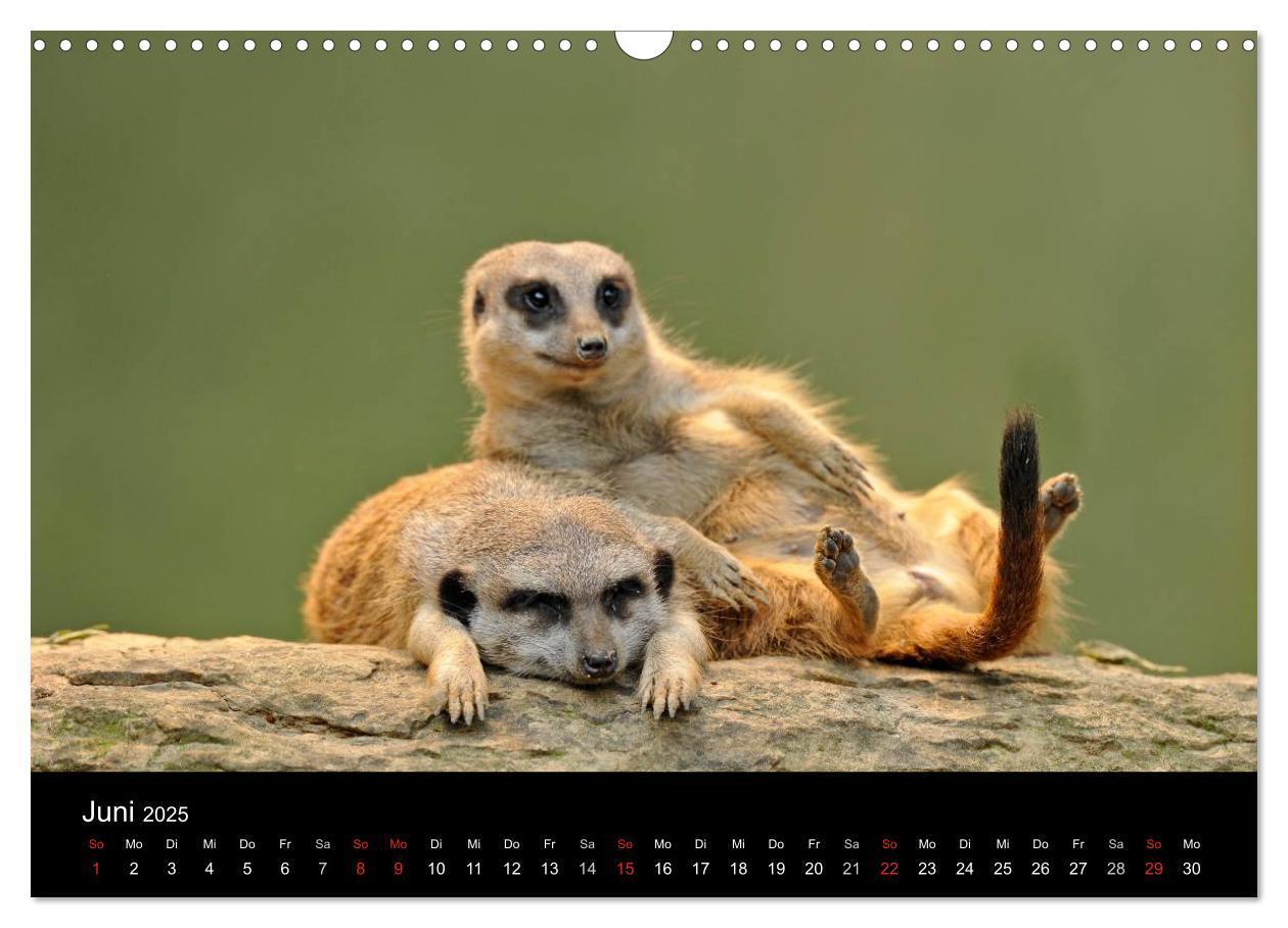 Bild: 9783435835799 | Erdmännchen - Tierkinder (Wandkalender 2025 DIN A3 quer), CALVENDO...