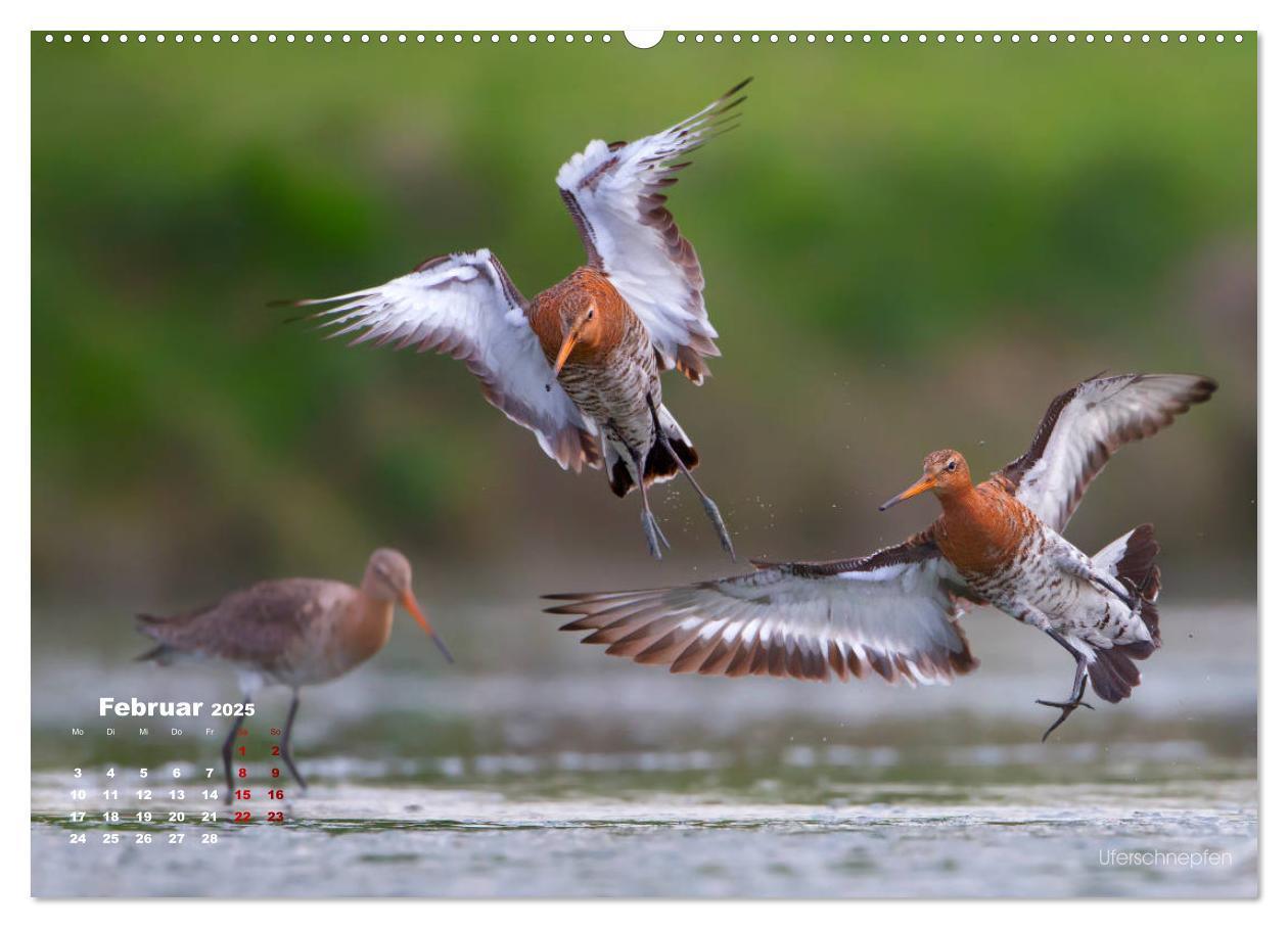 Bild: 9783435379392 | Wattvögel an der Friesischen IJsselmeerküste (Wandkalender 2025 DIN...