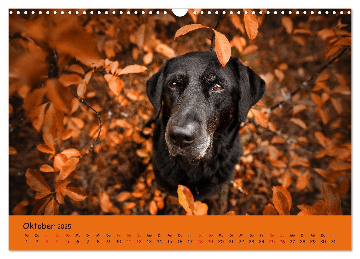 Bild: 9783383960284 | Labrador Retriever - Vielfalt auf Vier Pfoten (Wandkalender 2025...