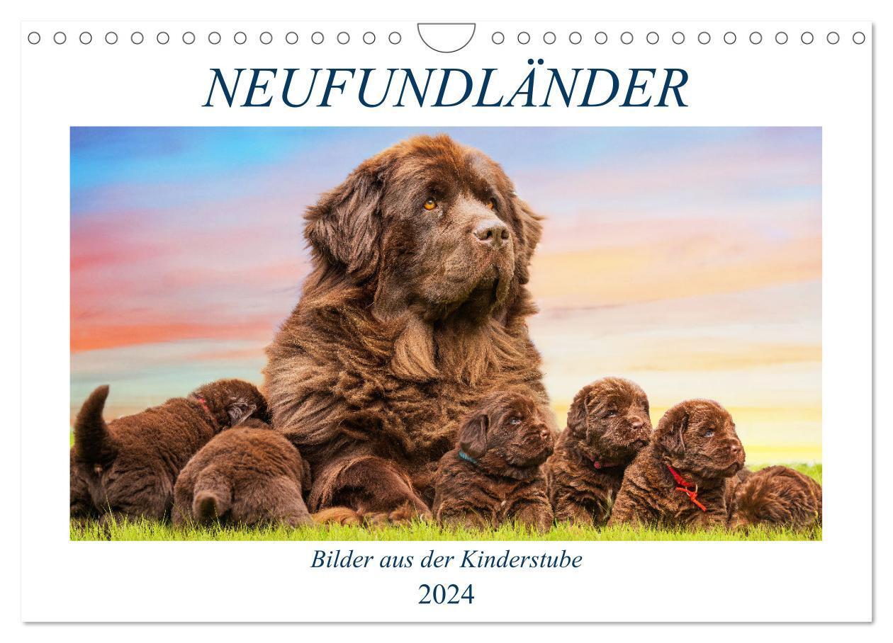 Cover: 9783675500655 | Neufundländer - Bilder aus der Kinderstube (Wandkalender 2024 DIN...