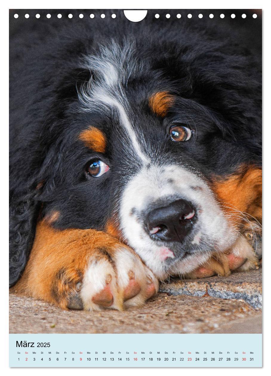 Bild: 9783435961054 | Berner Sennenhund - stark , schön und liebenswert (Wandkalender...