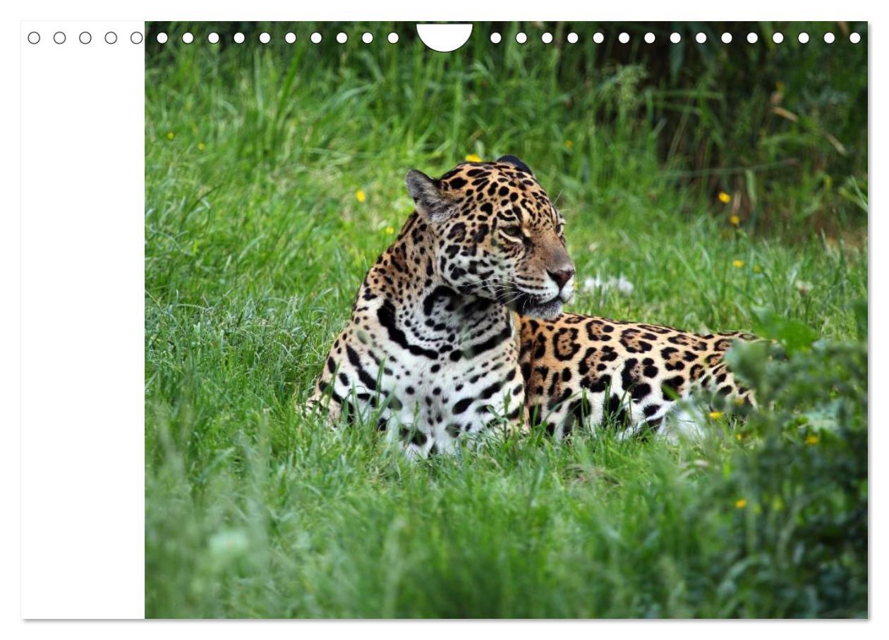 Bild: 9783435526499 | Regenwald. Tiere im Dschungel (Wandkalender 2025 DIN A4 quer),...