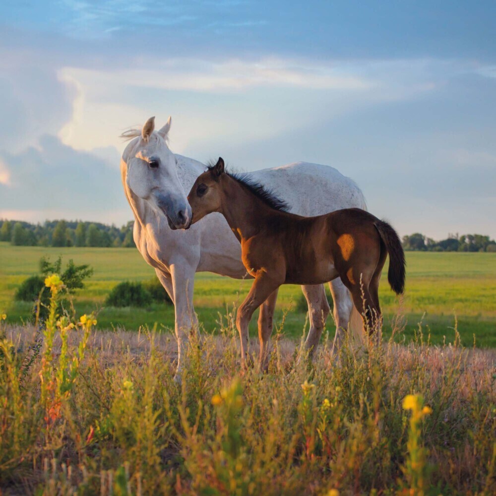 Bild: 9783959294546 | Horses/Pferde 2025 | Kalender 2025 | Kalender | Drahtheftung | 28 S.