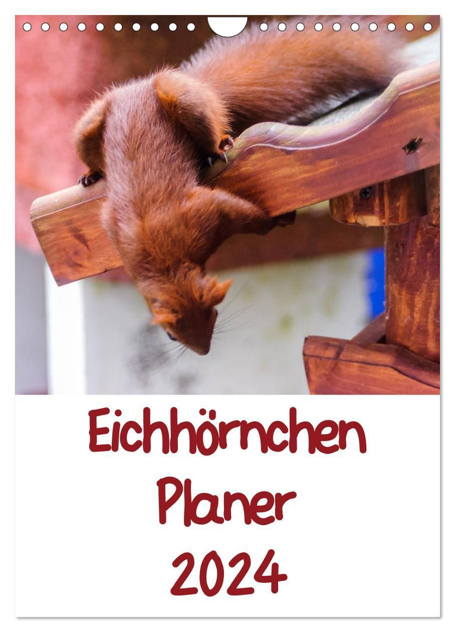 Cover: 9783383624506 | Eichhörnchen Planer 2024 (Wandkalender 2024 DIN A4 hoch), CALVENDO...