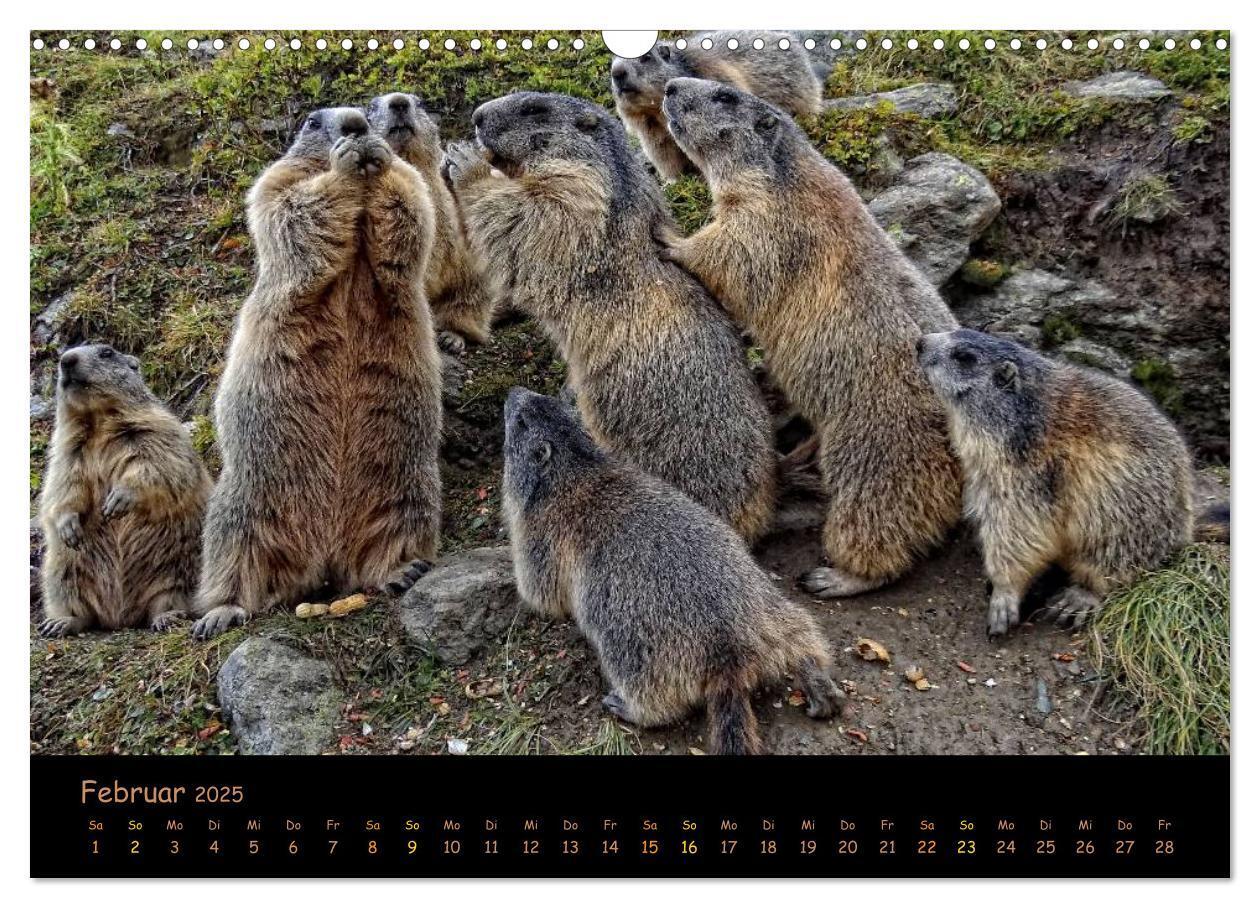 Bild: 9783435669356 | Wildlife - Verspielte Murmeltiere (Wandkalender 2025 DIN A3 quer),...