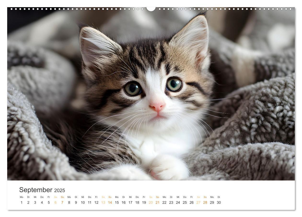 Bild: 9783457203866 | Katzen - sanfte Schönheiten (Wandkalender 2025 DIN A2 quer),...