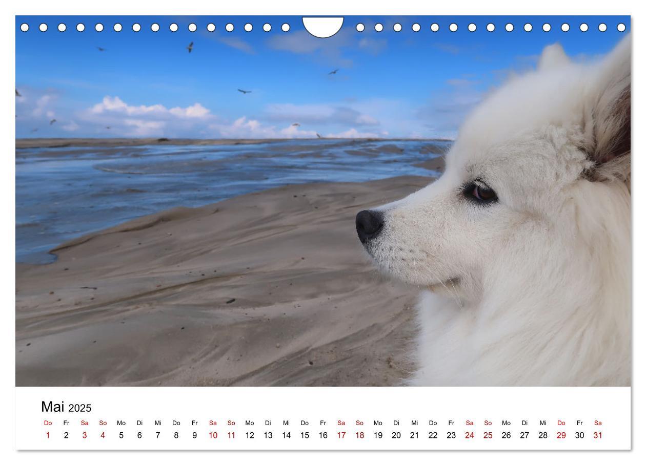 Bild: 9783435014439 | Ein Samojede am Meer (Wandkalender 2025 DIN A4 quer), CALVENDO...