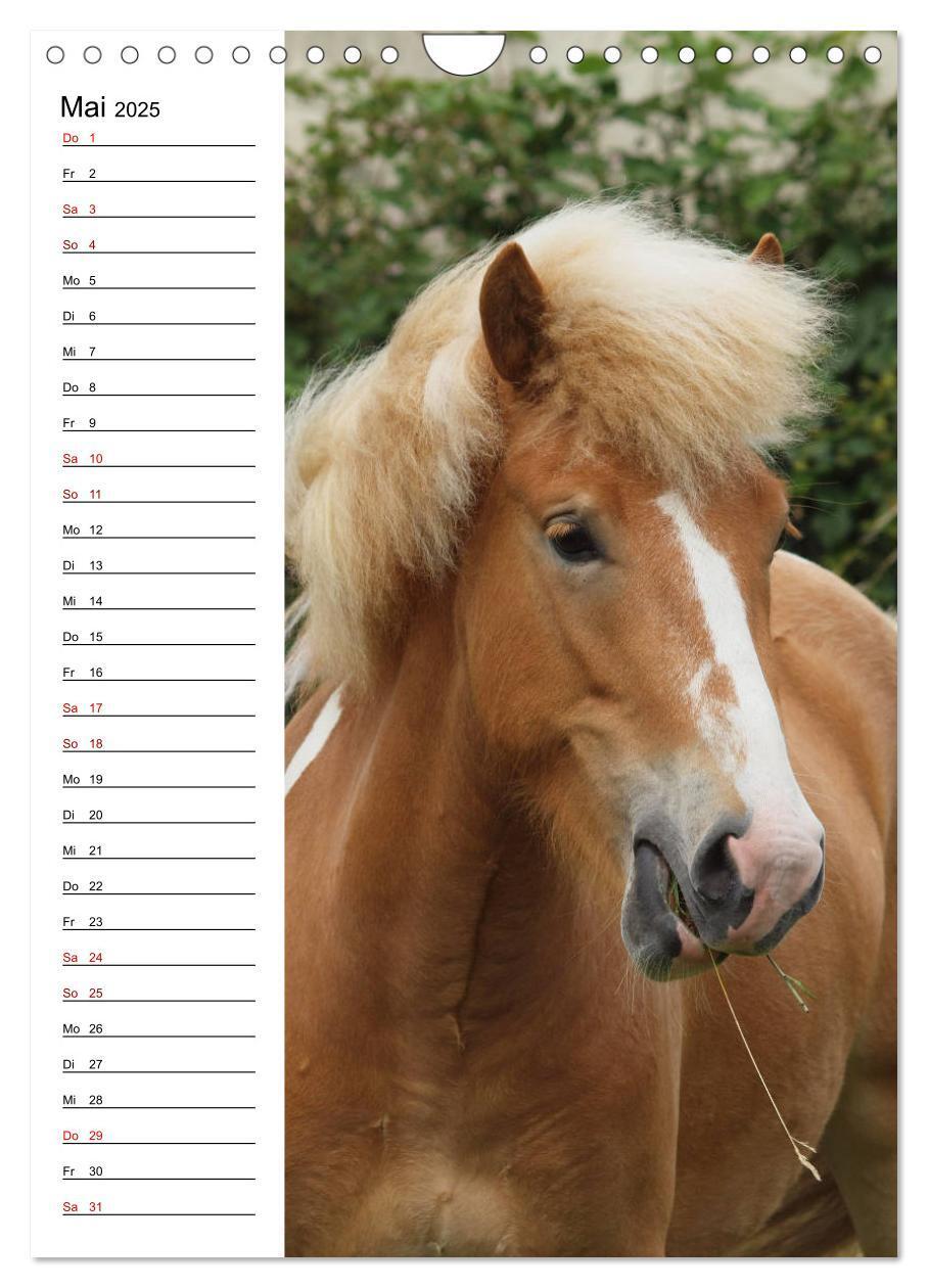 Bild: 9783435974733 | Isländer im Portrait (Wandkalender 2025 DIN A4 hoch), CALVENDO...