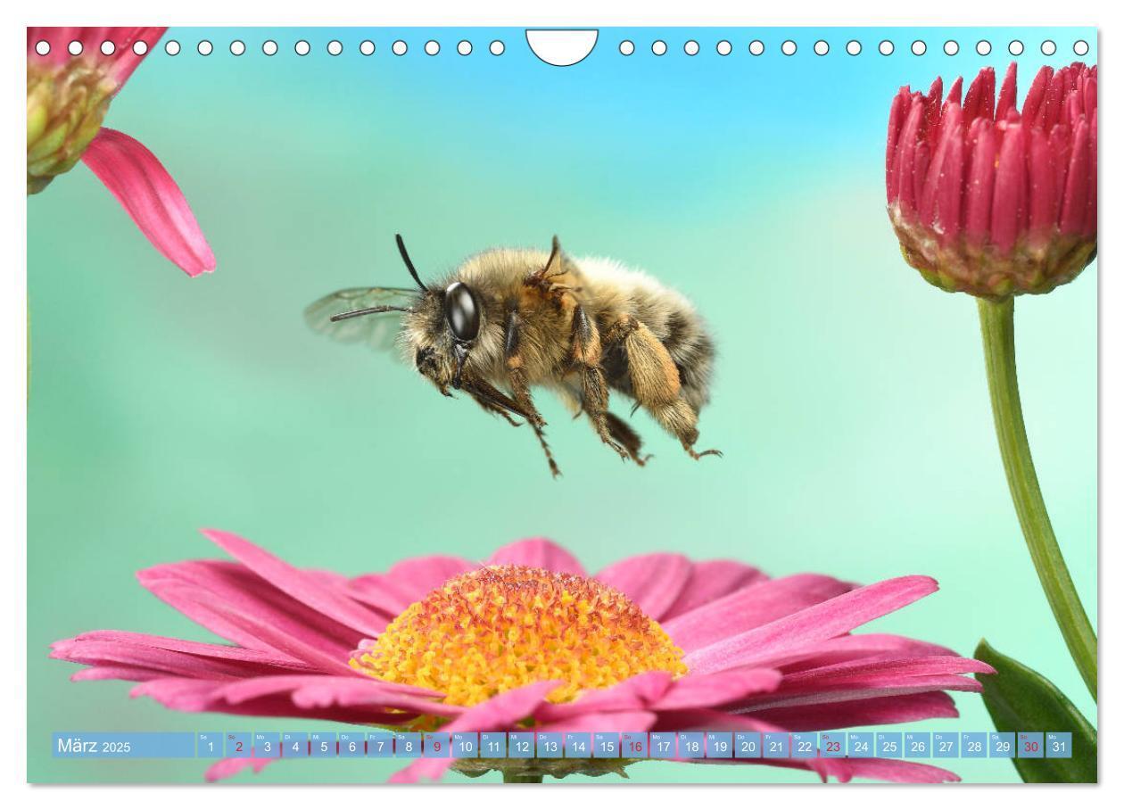 Bild: 9783435220946 | Sechs Beine in der Luft - Wildbienen im Flug (Wandkalender 2025 DIN...