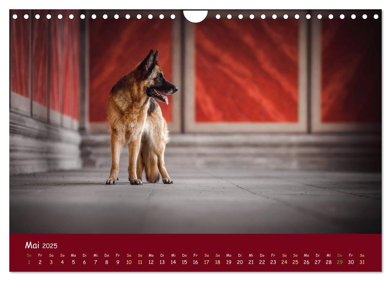 Bild: 9783435351459 | Schäferhunde und Ihre Vielfalt (Wandkalender 2025 DIN A4 quer),...