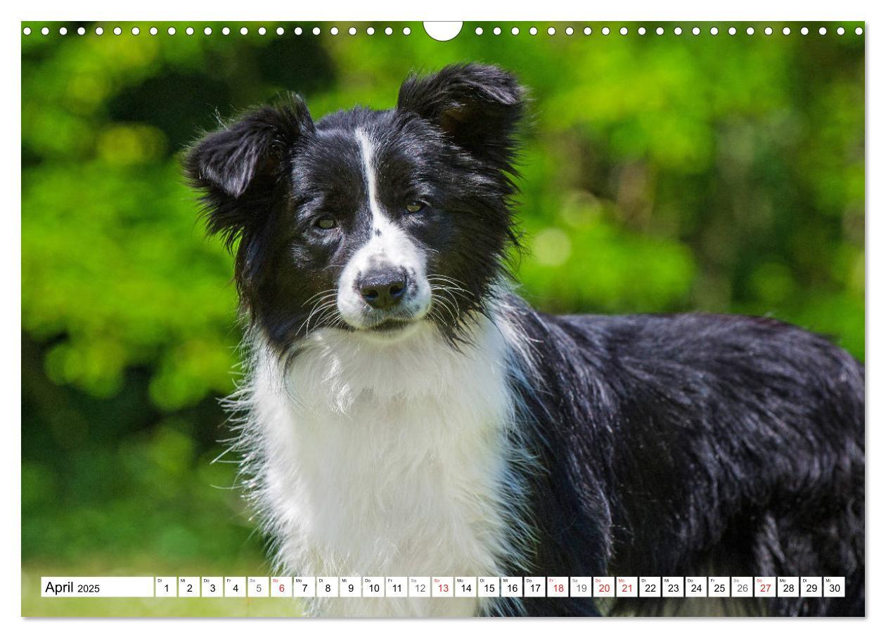 Bild: 9783435256860 | Traumhund Border Collie (Wandkalender 2025 DIN A3 quer), CALVENDO...