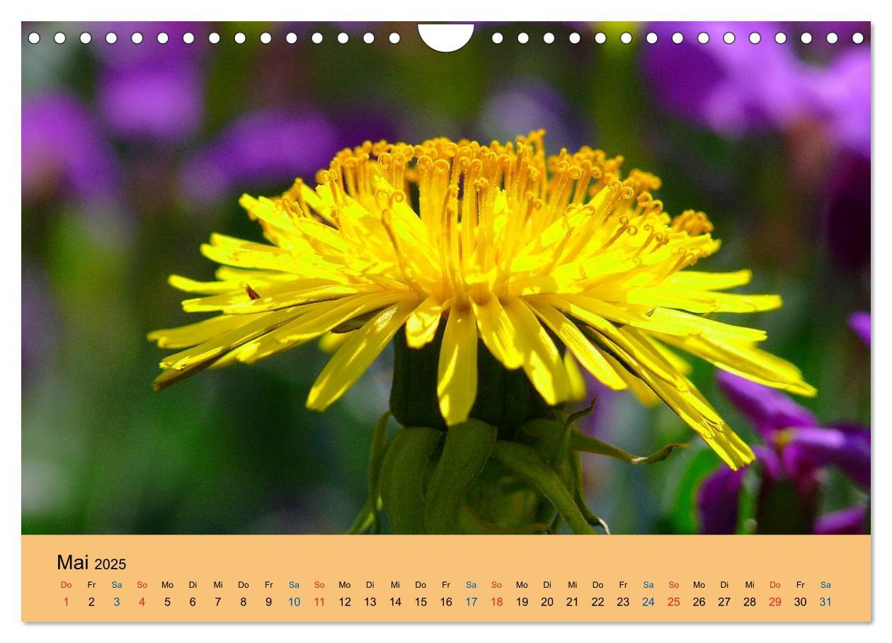 Bild: 9783435775132 | Wildblumen 2025 (Wandkalender 2025 DIN A4 quer), CALVENDO...