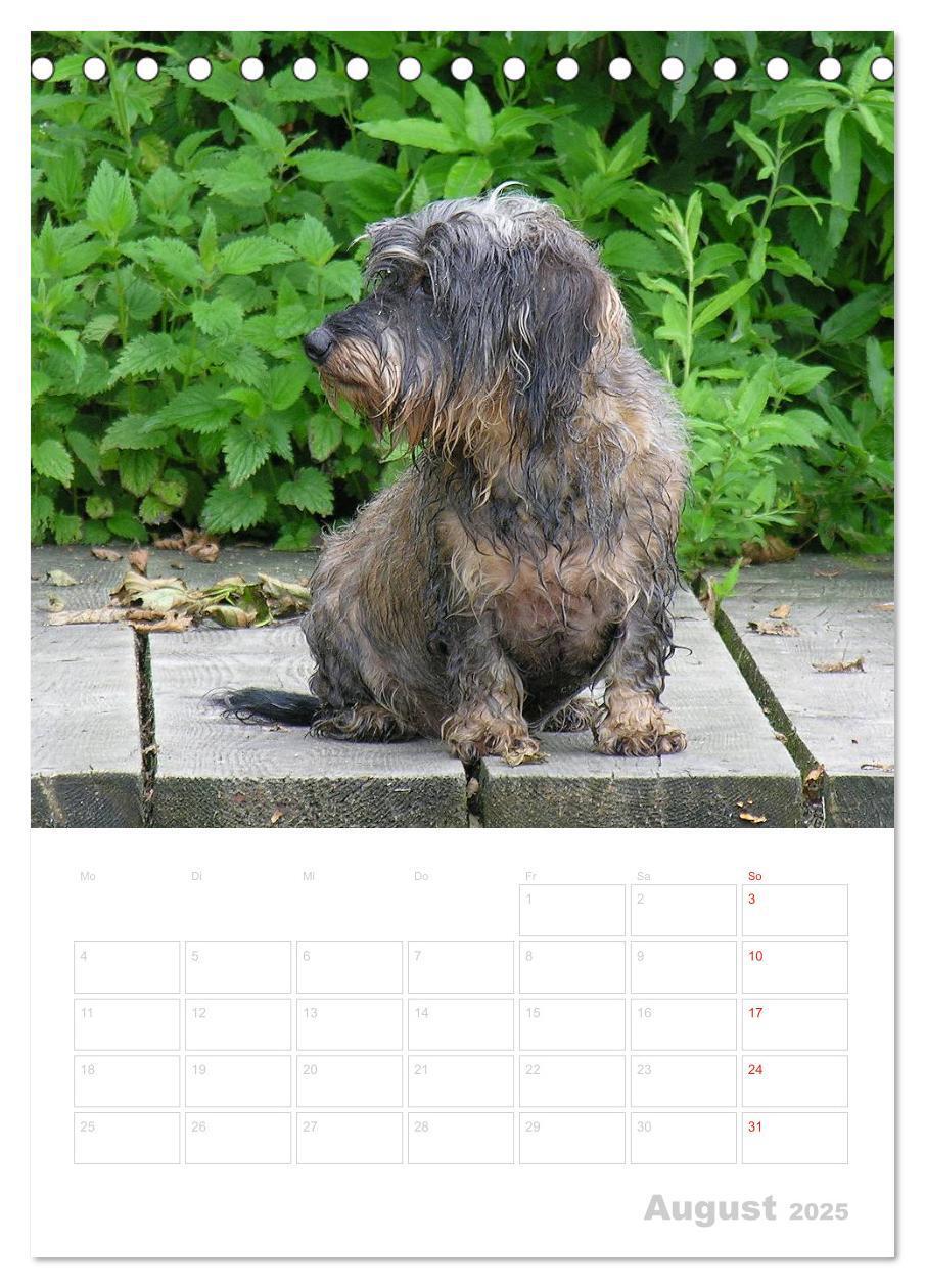 Bild: 9783457013472 | Der Dackel - mein kleiner Freund (Tischkalender 2025 DIN A5 hoch),...