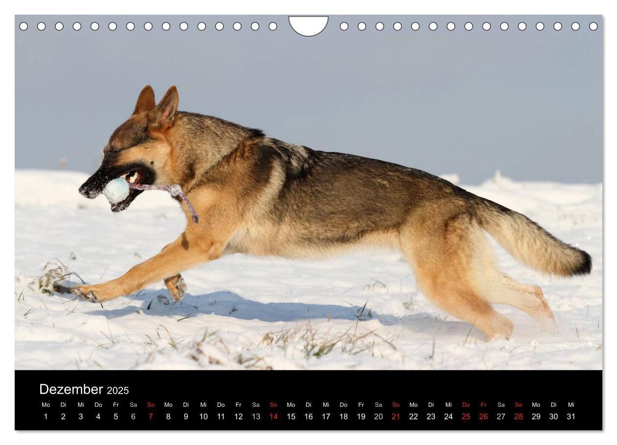 Bild: 9783435784011 | Mit dem Deutschen Schäferhund durch's Jahr (Wandkalender 2025 DIN...