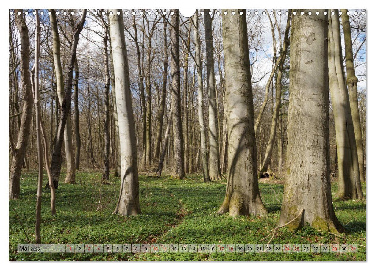 Bild: 9783435385546 | Der Hainich in Thüringen - Weltnaturerbe (Wandkalender 2025 DIN A3...