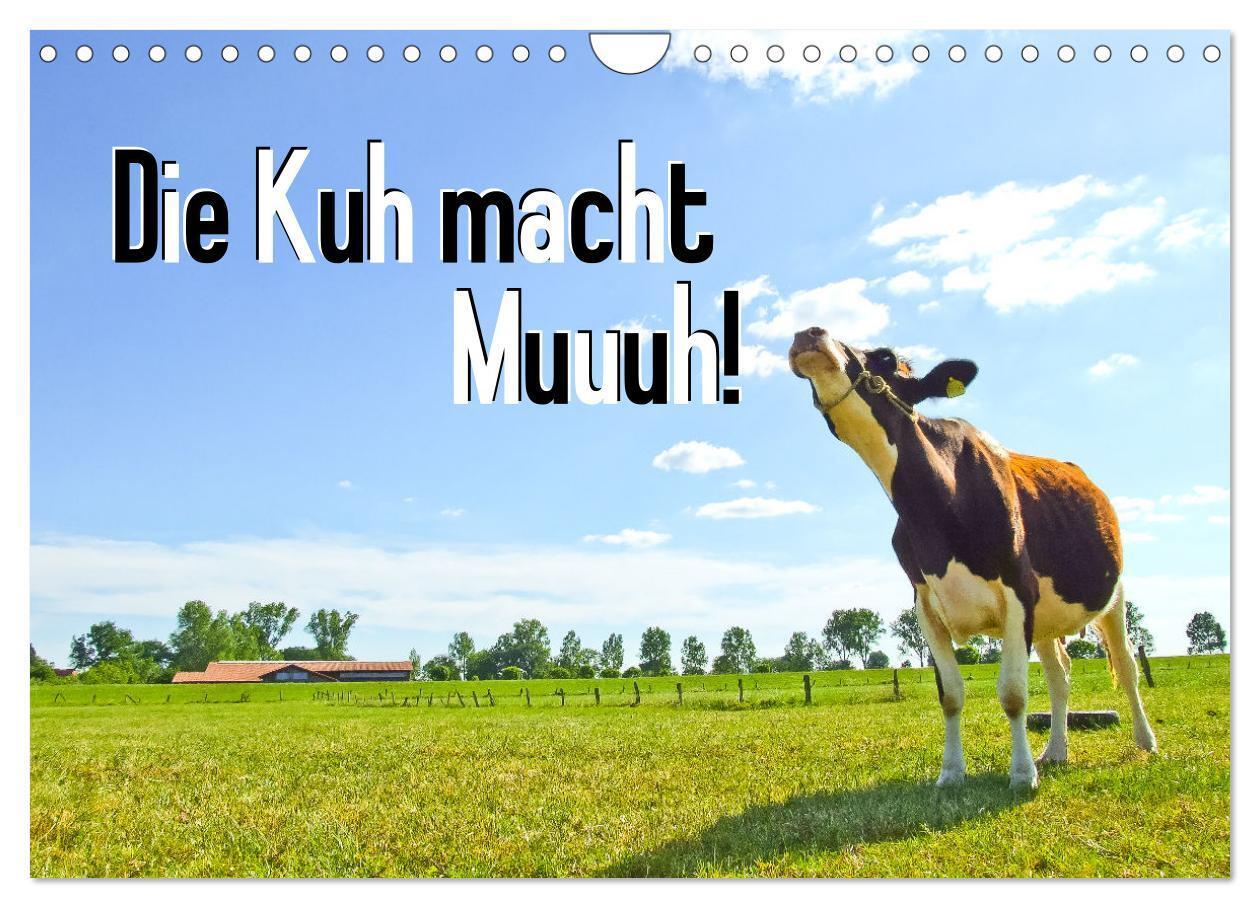 Cover: 9783675550940 | Die Kuh macht Muuuh! (Wandkalender 2024 DIN A4 quer), CALVENDO...