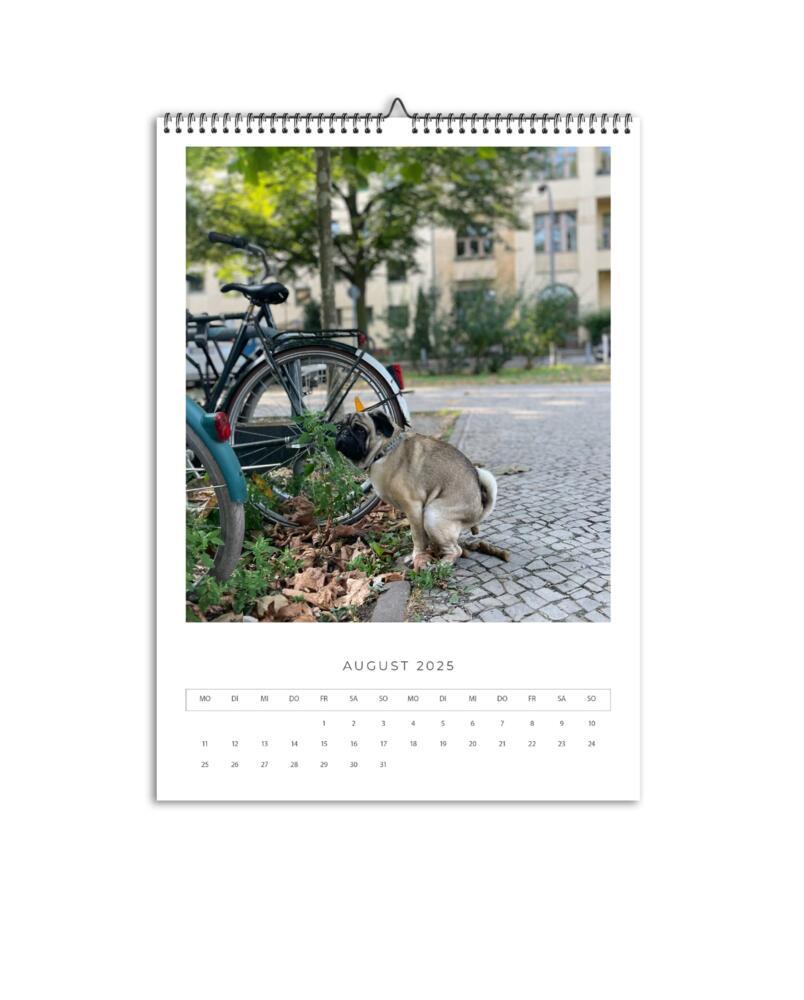 Bild: 9783690280099 | Karl der Mops | A3 Wandkalender 2025 | FelixCreative GmbH | Kalender