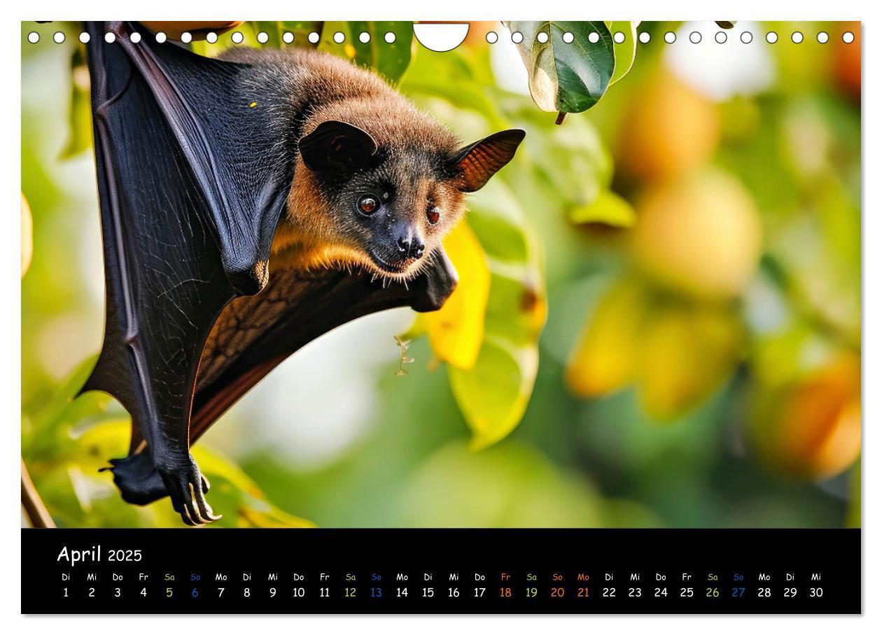 Bild: 9783457184219 | Fledermäuse - kleine Vampire (Wandkalender 2025 DIN A4 quer),...