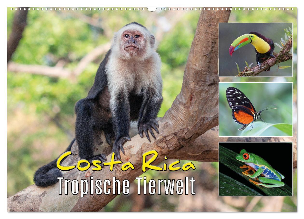 Cover: 9783675720626 | Costa Rica - Tropische Tierwelt (Wandkalender 2024 DIN A2 quer),...