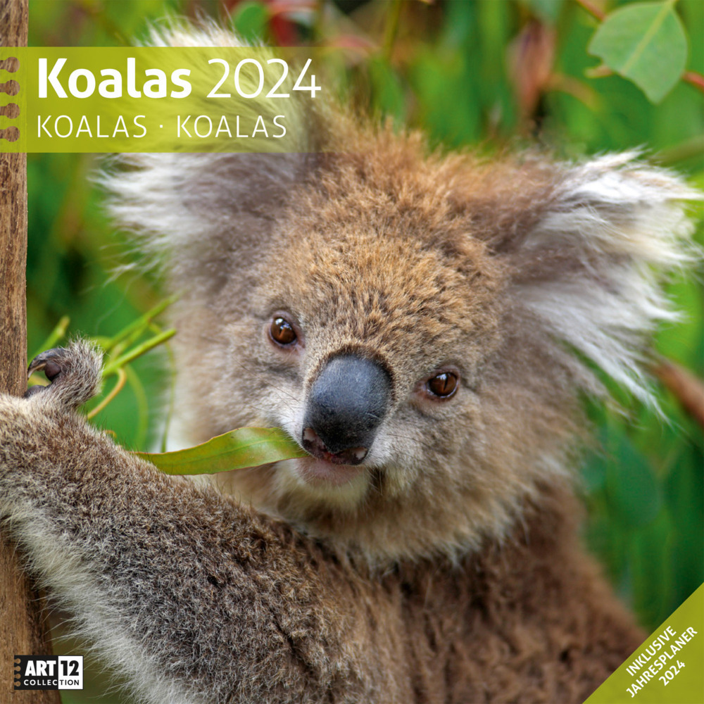 Cover: 9783838444222 | Koalas Kalender 2024 - 30x30 | Ackermann Kunstverlag | Kalender | 2024