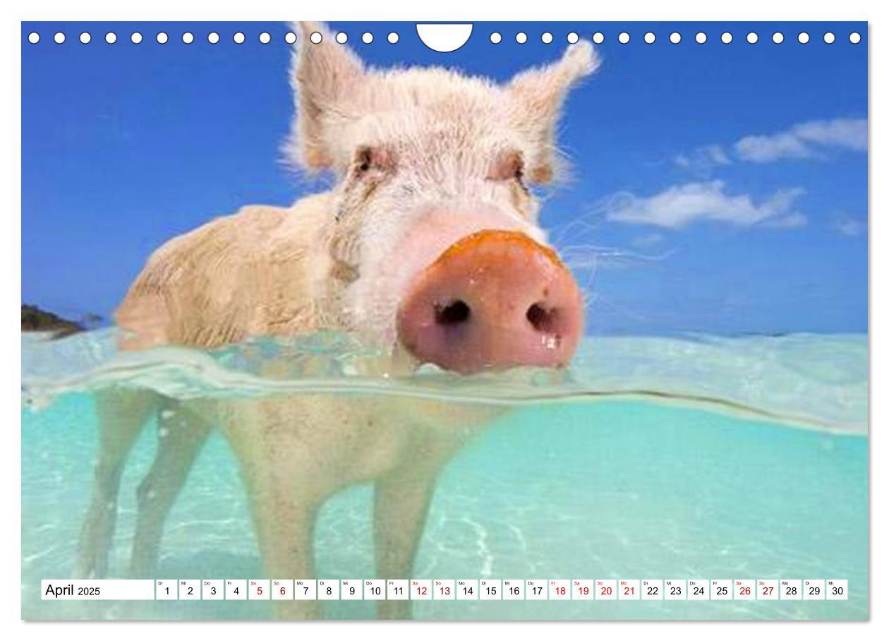 Bild: 9783435421459 | Schweine im Dauerurlaub auf den Bahamas! (Wandkalender 2025 DIN A4...