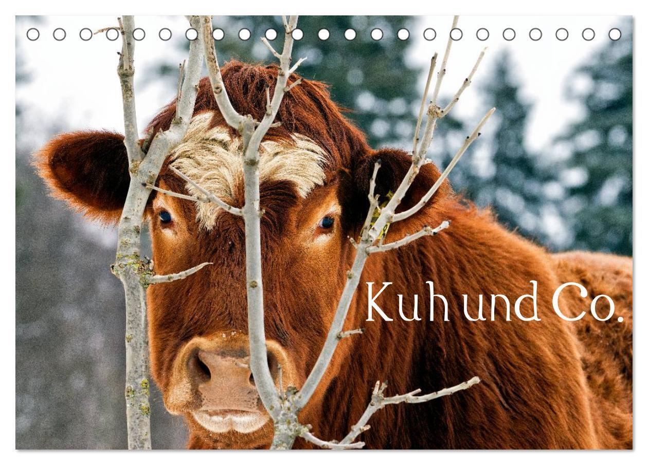 Cover: 9783383415333 | Kuh und Co. (Tischkalender 2024 DIN A5 quer), CALVENDO Monatskalender
