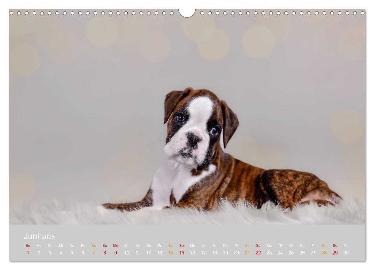 Bild: 9783457226131 | Boxer Welpen einfach zuckersüß (Wandkalender 2025 DIN A3 quer),...