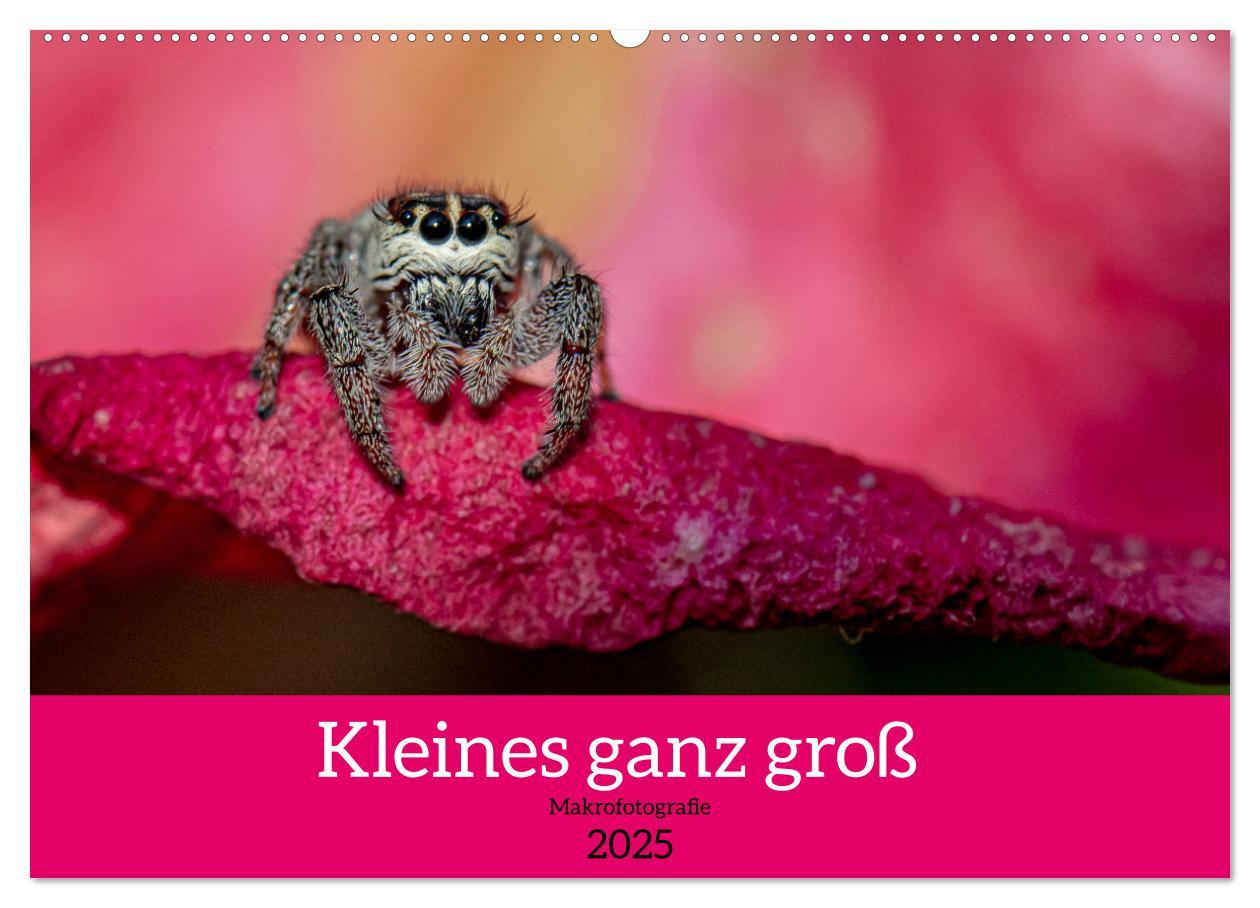 Cover: 9783435025817 | Kleines ganz groß - Makrofotografie (Wandkalender 2025 DIN A2...