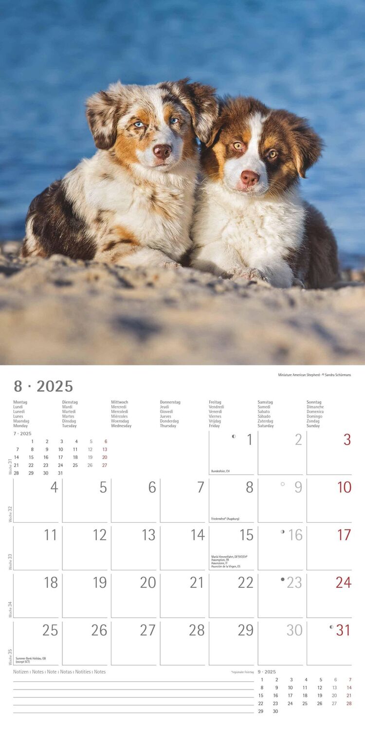 Bild: 4251732340667 | Welpen 2025 - Broschürenkalender 30x30 cm (30x60 geöffnet) -...