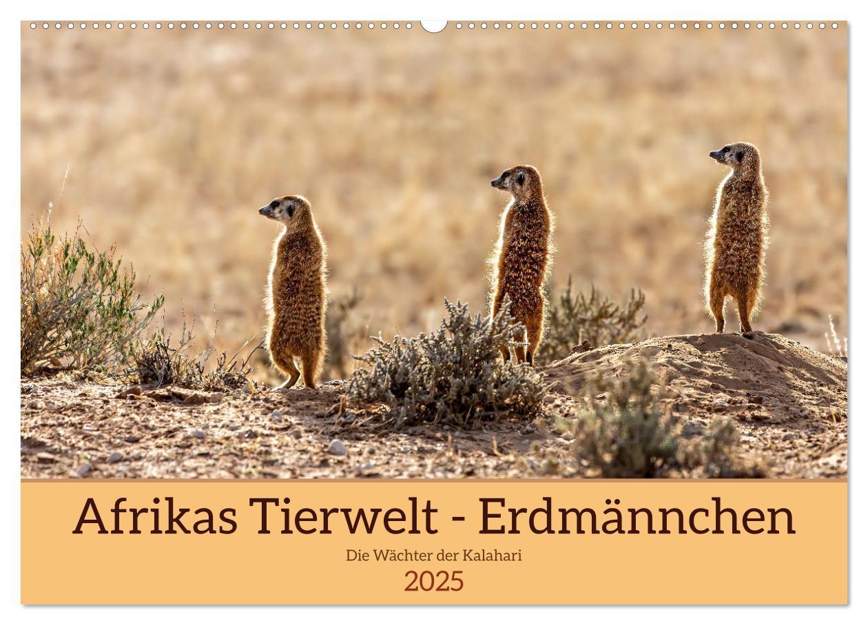 Cover: 9783383779336 | Afrikas Tierwelt - Erdmännchen (Wandkalender 2025 DIN A2 quer),...