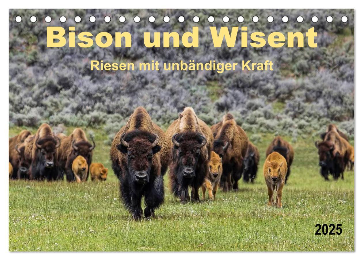 Cover: 9783435579242 | Bison und Wisent - Riesen mit unbändiger Kraft (Tischkalender 2025...