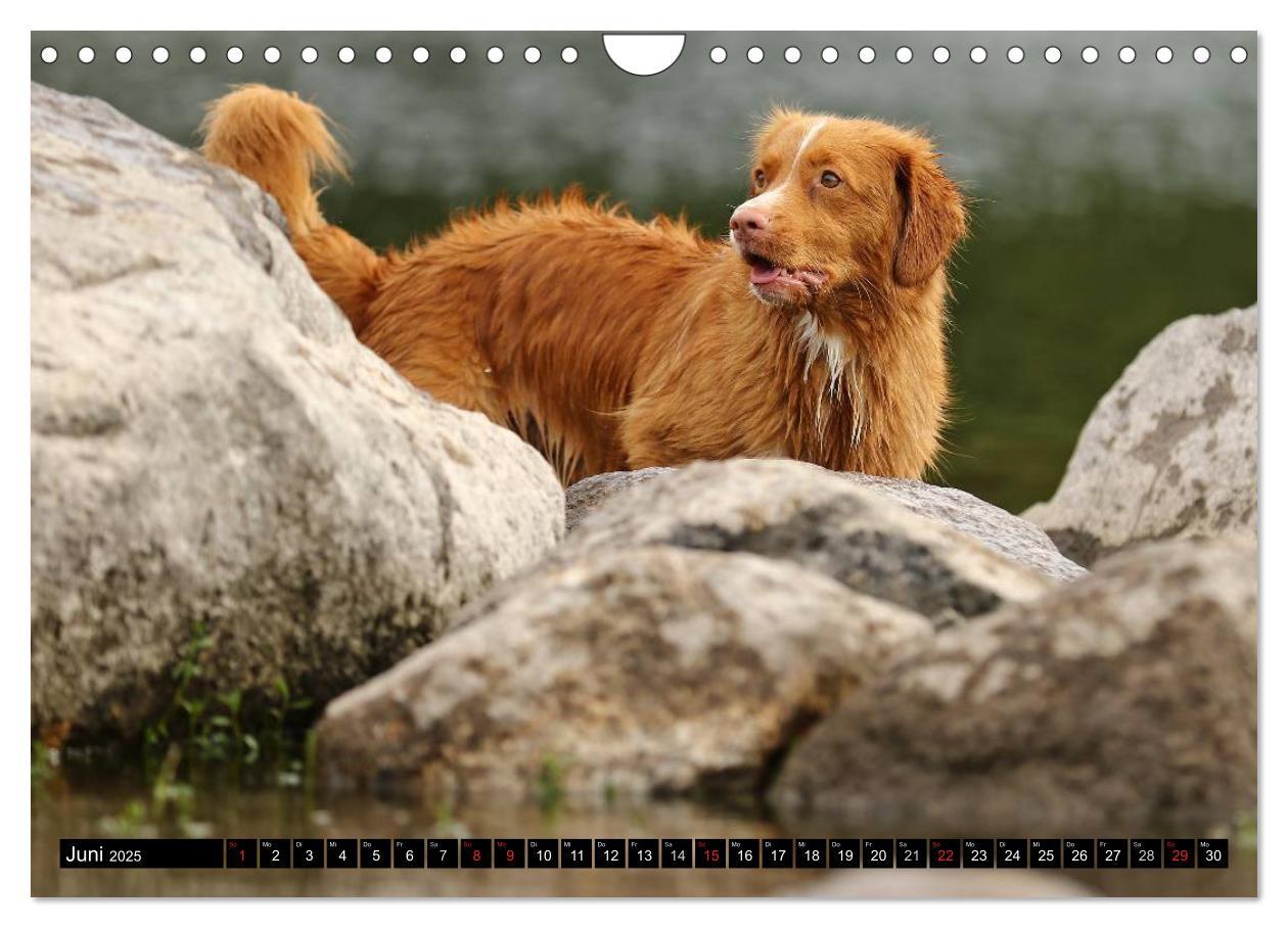 Bild: 9783435569663 | Nova Scotia Duck Tolling Retriever (Wandkalender 2025 DIN A4 quer),...