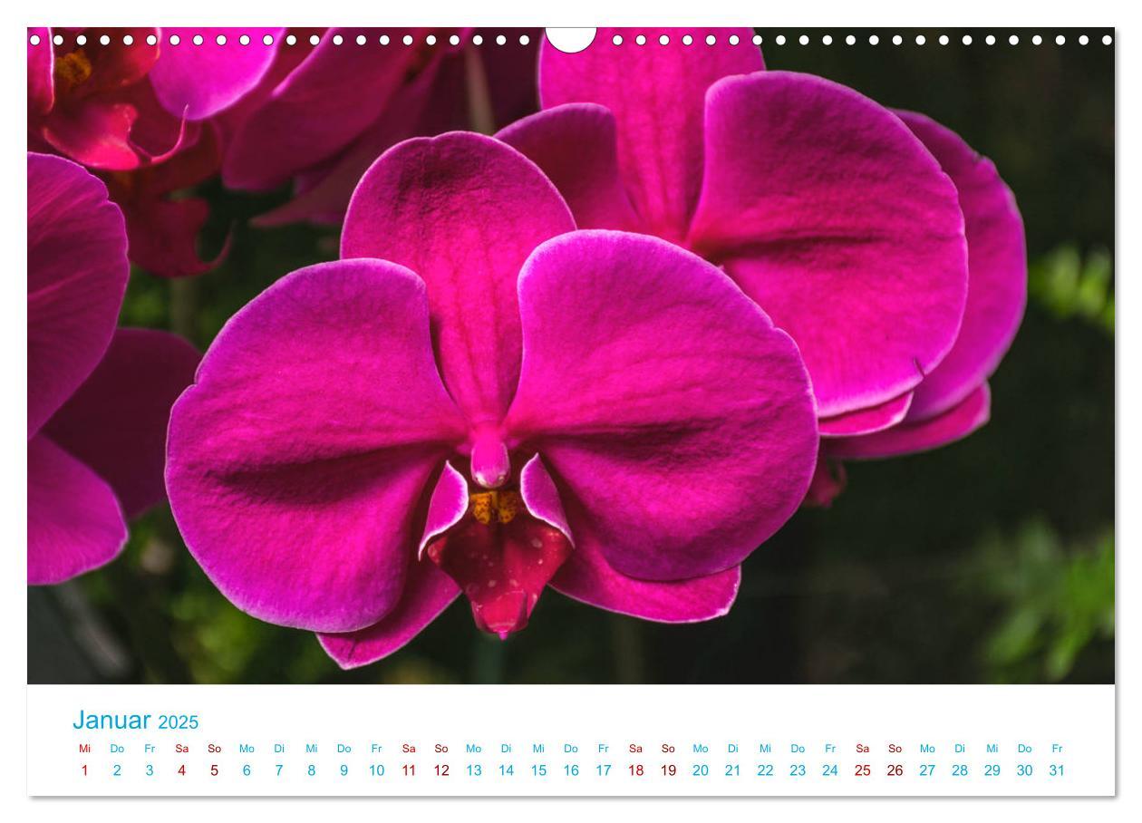 Bild: 9783435285501 | Die Königin der Blumenwelt, die Orchidee (Wandkalender 2025 DIN A3...