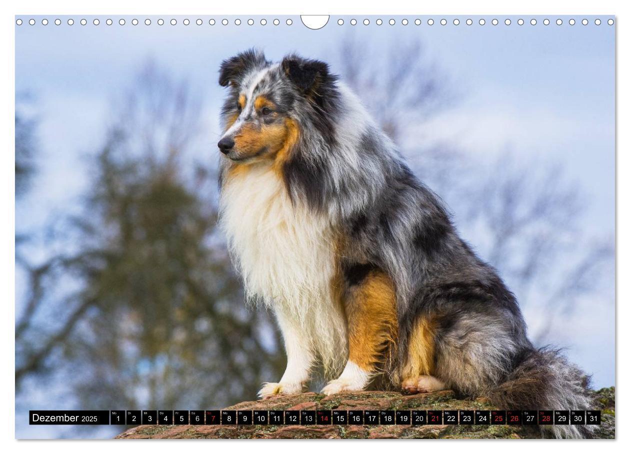 Bild: 9783435569564 | Traumhund Sheltie (Wandkalender 2025 DIN A3 quer), CALVENDO...