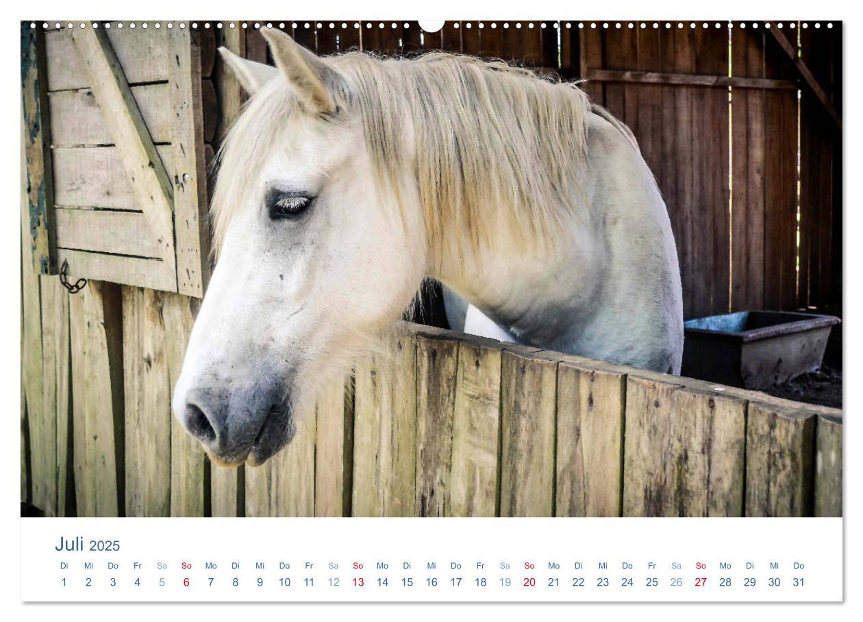 Bild: 9783435493630 | Tierisches Leben auf dem Bauernhof 2025 (Wandkalender 2025 DIN A2...