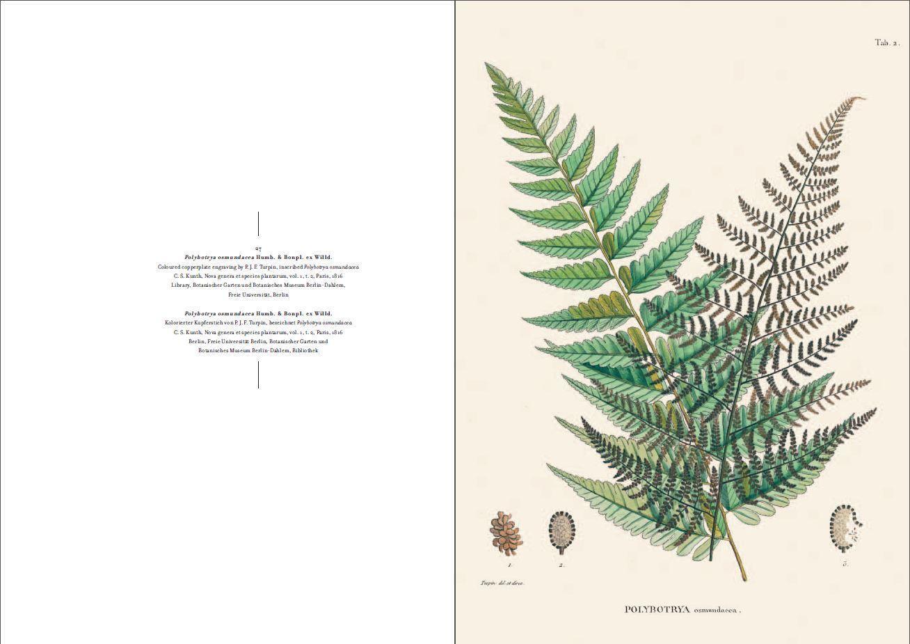 Bild: 9783791384146 | Alexander von Humboldt und die botanische Erforschung Amerikas | Lack