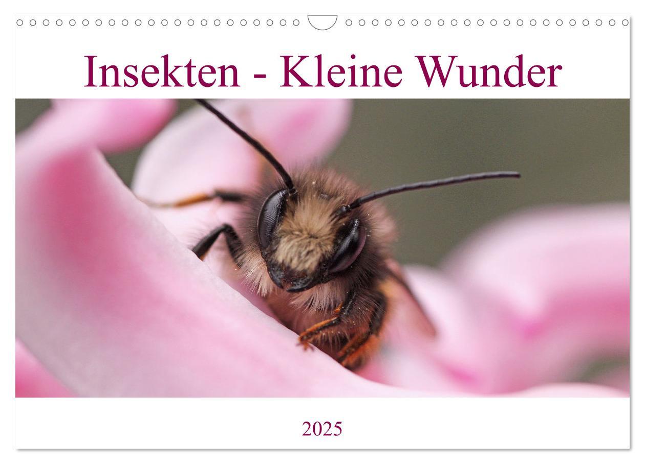 Cover: 9783435072873 | Insekten - Kleine Wunder (Wandkalender 2025 DIN A3 quer), CALVENDO...