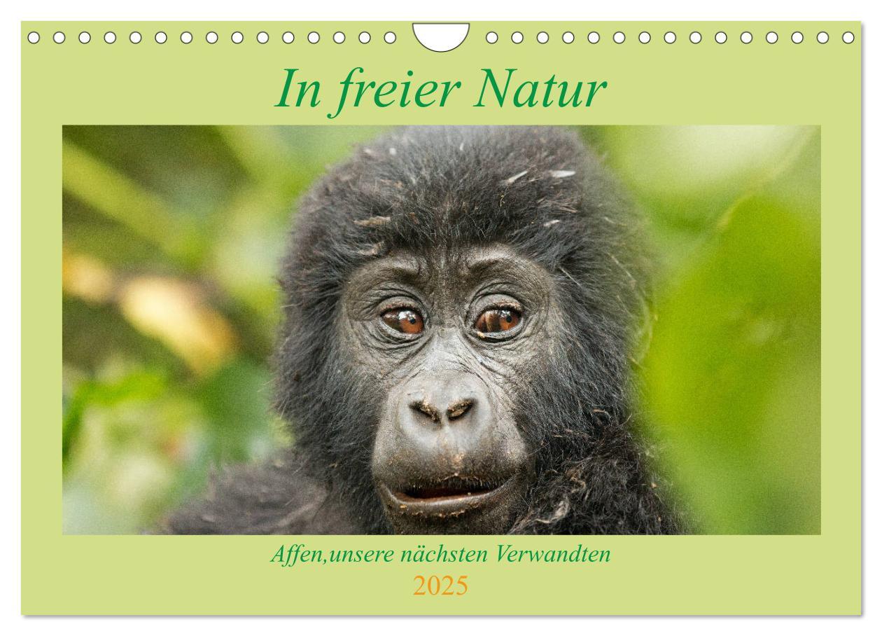 Cover: 9783435287963 | In freier Natur Affen, unsere nächsten Verwandten (Wandkalender...