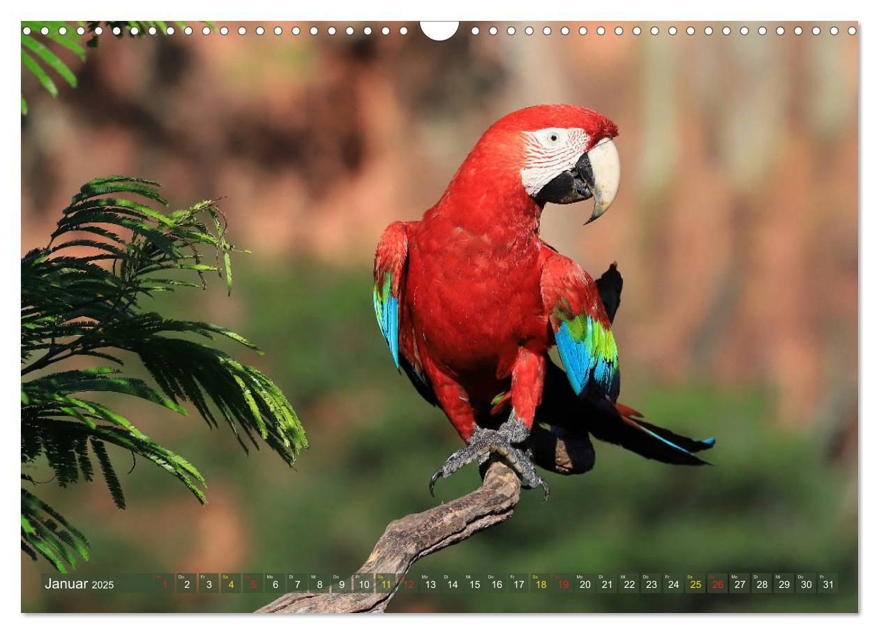 Bild: 9783435262809 | Aras im Pantanal (Wandkalender 2025 DIN A3 quer), CALVENDO...