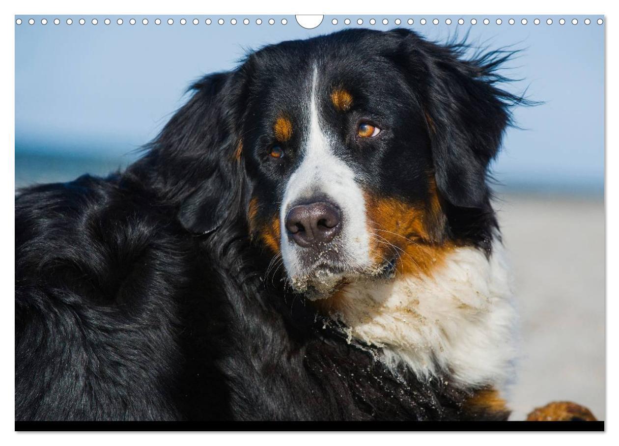 Bild: 9783435770465 | Berner Sennenhund 2025 (Wandkalender 2025 DIN A3 quer), CALVENDO...