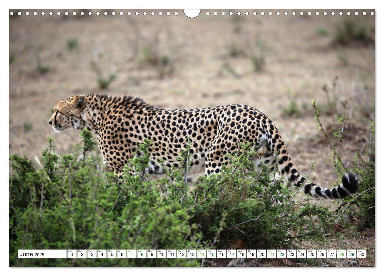 Bild: 9781325837038 | Big10 Of Masai Mara Kenya Africa (Wall Calendar 2025 DIN A3...