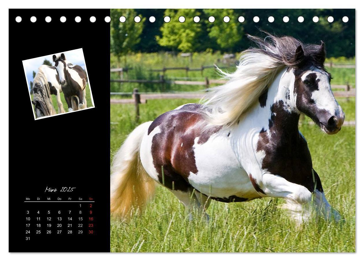 Bild: 9783435747139 | Irish Tinker (Tischkalender 2025 DIN A5 quer), CALVENDO Monatskalender