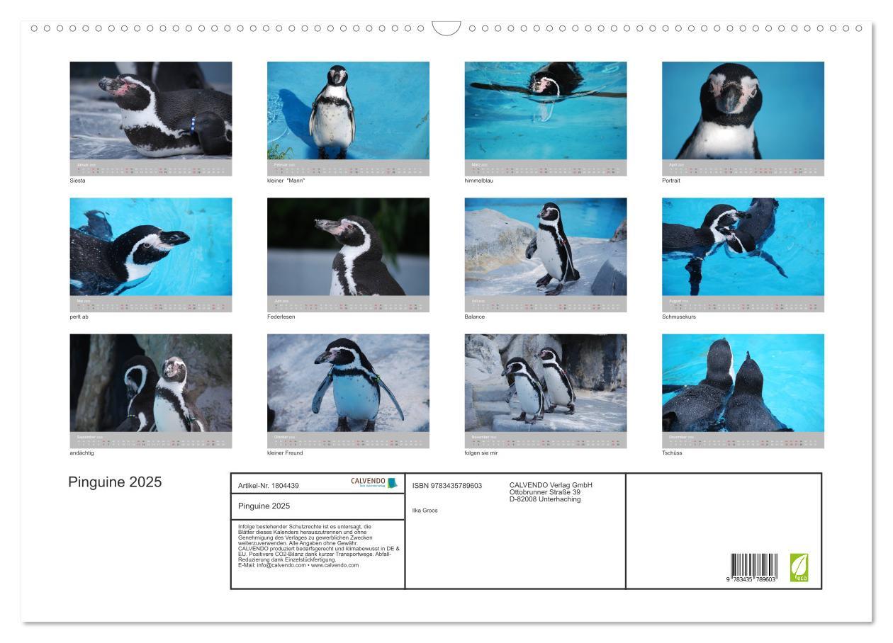 Bild: 9783435789603 | Pinguine 2025 (Wandkalender 2025 DIN A2 quer), CALVENDO Monatskalender