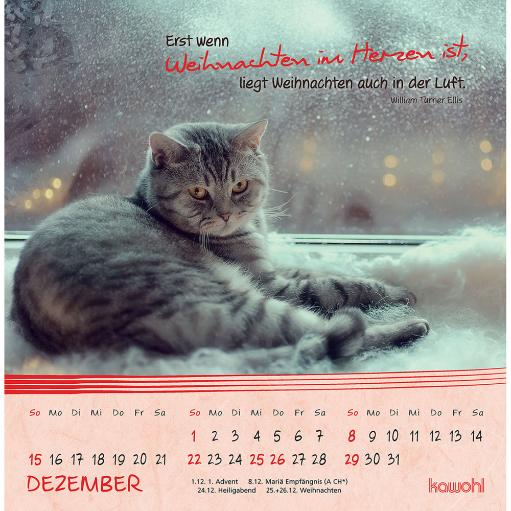 Bild: 9783754816943 | Kleine Katzen-Tatzen 2024 | Postkarten-Kalender | Kalender | 13 S.