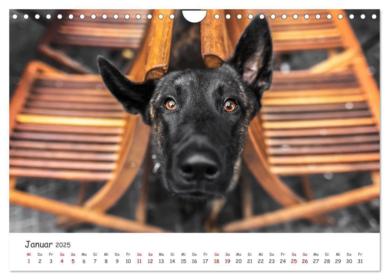 Bild: 9783457183526 | Berlin City Dogs - Berliner Hunde (Wandkalender 2025 DIN A4 quer),...