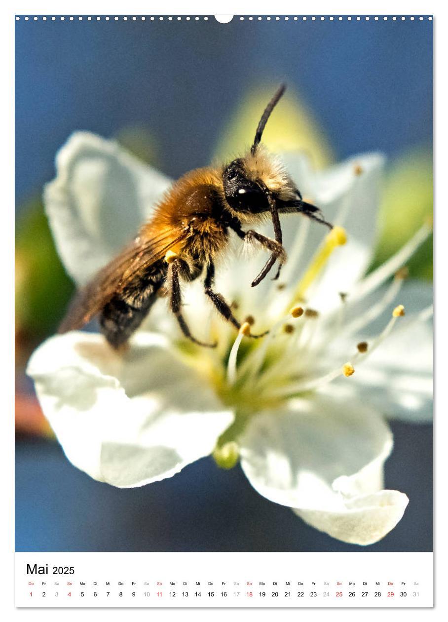 Bild: 9783435966219 | BIENEN - Kleine Nützlinge ganz nah (Wandkalender 2025 DIN A2 hoch),...