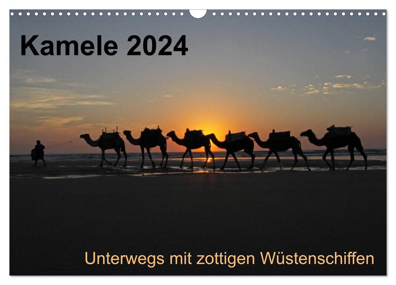 Cover: 9783383502712 | Kamele 2024 - Unterwegs mit zottigen Wüstenschiffen (Wandkalender...