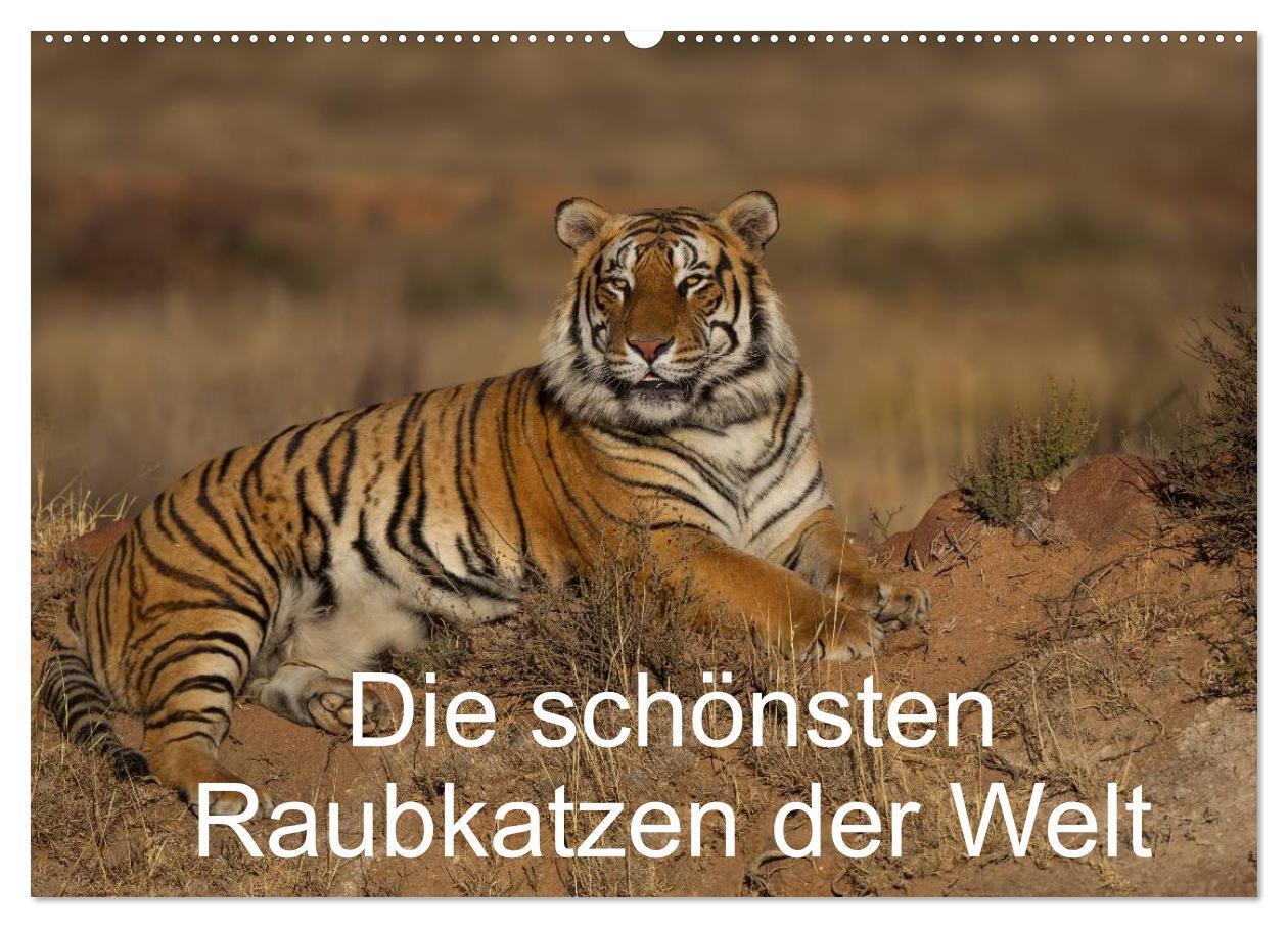 Cover: 9783383462382 | Die schönsten Raubkatzen der Welt (Wandkalender 2024 DIN A2 quer),...
