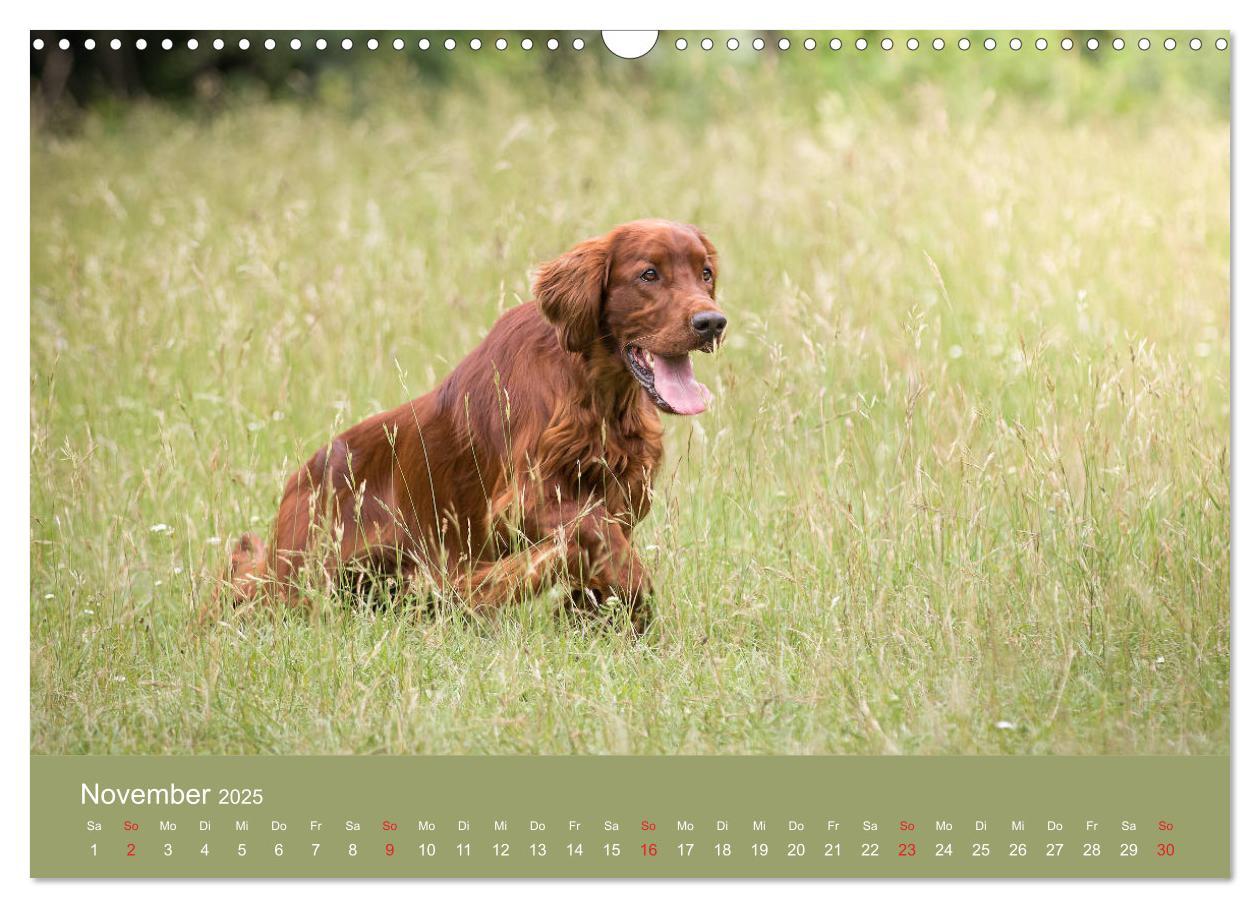 Bild: 9783435191727 | Setter - Geliebter Freund und Jagdkamerad (Wandkalender 2025 DIN A3...