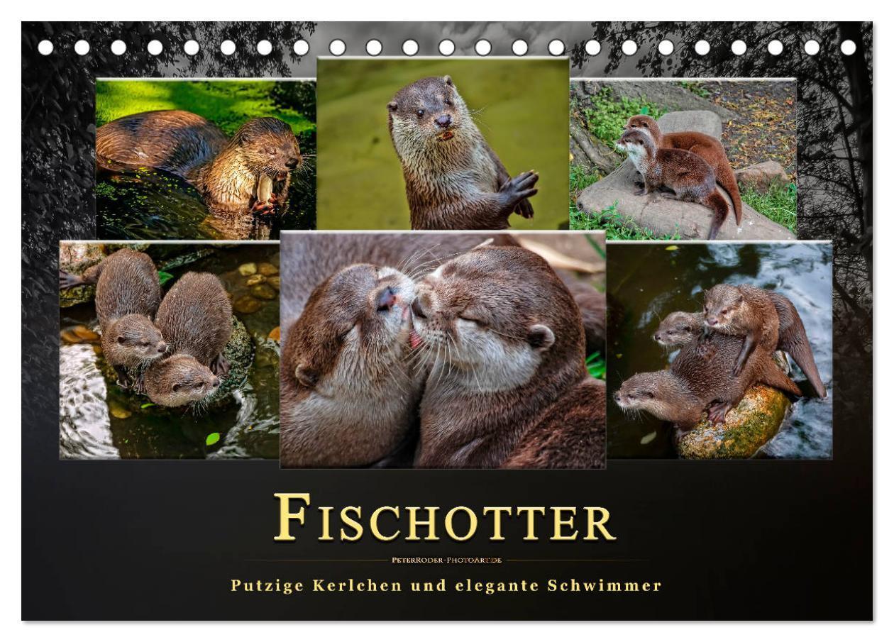 Cover: 9783675688421 | Fischotter - putzige Kerlchen und elegante Schwimmer (Tischkalender...